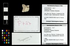 Foto (Objekt + Etikett) von Paragalathea sp.  (NHMW-GEO-2014-0194-0727)